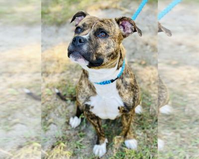 Pebbles - American Pit Bull Terrier Female Puppy for Adoption