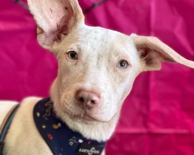 Bambi - Pit Bull Terrier Mix Male Puppy for Adoption