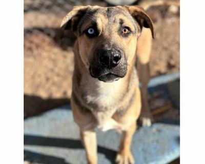 Baxter - German Shepherd Dog/Siberian Husky Mix Male Puppy for Adoption