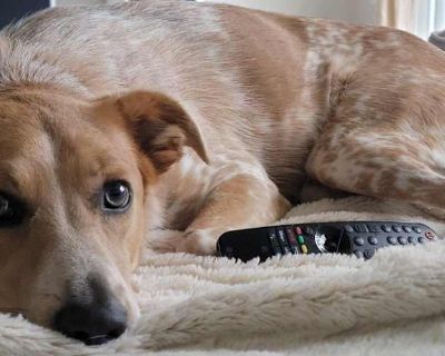 Mocha - Australian Cattle Dog/Border Collie Mix Female Dog for Adoption