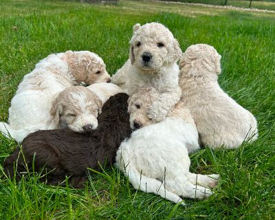 Newfiepoo Puppies (Newfoundland/ Poodle Mix)