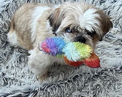 Colby - Shih Tzu Male Dog for Adoption