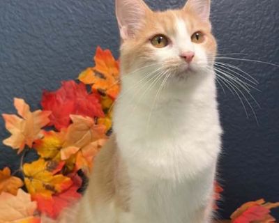 Gnocchi - Domestic Mediumhair Male Cat for Adoption