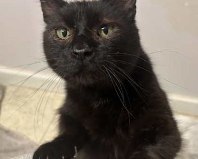 Sprout - Domestic Shorthair Male Cat for Adoption