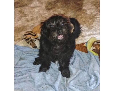 Sadie - Cairn Terrier/Yorkie, Yorkshire Terrier Mix Female Puppy for Adoption