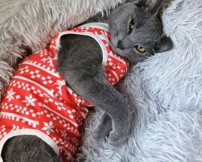 Violet Beauregard - Russian Blue & Domestic Short Hair Mix Female Cat for Adoption