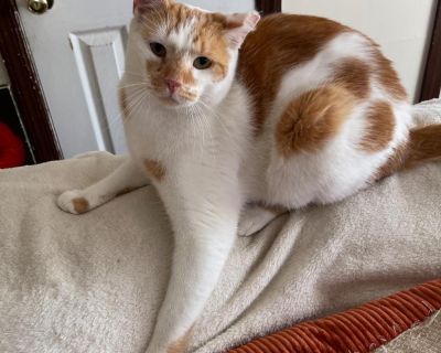 Meet Taco Taco is a 4 year old orange & white male cat that is a gentle and passive cat He gets along with all of the cats in his foster home and loves everyone he meets Taco loves to be pet and cuddle up right beside you His favorite spot is laying on his foster mom s couch He also likes to play Taco is a very sweet cat & has so much love to give He can be shy at first but once he feels comfor...