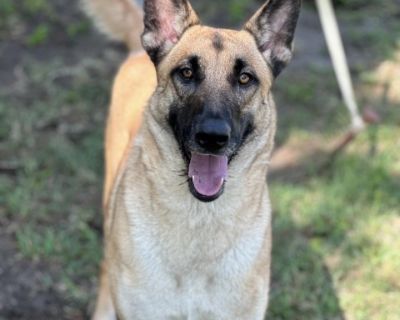 Mako FKA Prince - German Shepherd Dog Male Dog for Adoption