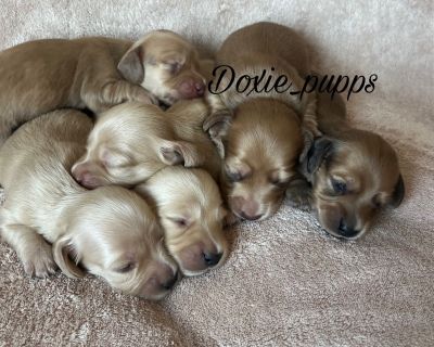 4 Male and 2 Female Dachshund Puppies for Sale