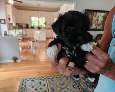 2 Female Miniature Schnauzer Puppies for Sale