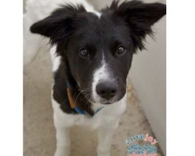 Patty Cakes COH - Border Collie Female Puppy for Adoption