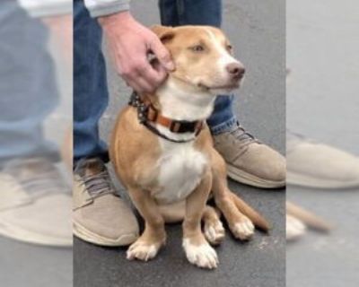 Blossom - Female Basschshund Young for Adoption