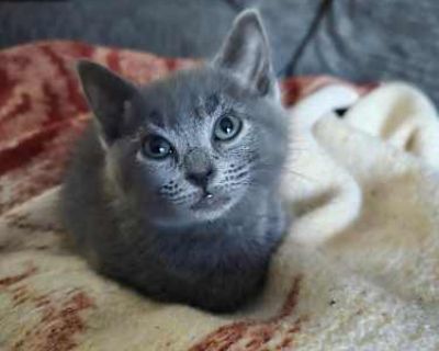 Did someone call a purr-amedic?! Meet Deputy Gravy (aka Tinker) an all-gray female kitten and certified purring machine! This little deputy is a joyful ball of energy who gets the cutest zoomies you ve ever seen. If she isn t chasing her tail, shadow, or whatever toy she can find, she s curled up right on your chest or lap, kneading biscuits and purring nonstop. She greets her humans with a swe...