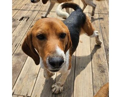 Thunder - Beagle Male Dog for Adoption