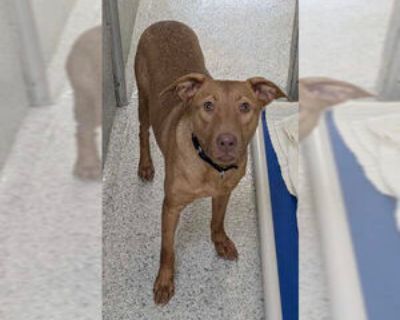 Young * Location Bowling Green, OH, 43402 USA USA *. Dog Breed: Labrador Retriever / Mixed (medium coat). Meet Shera! When She's not protecting Etheria, she's voicing her princess opinions. At 11 months, Shera's still practicing her manners and the duties of being a princess. She's a little weary of her reflection and will need time to warm up to them. If you're interested in adventures, Shera'...