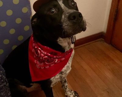 Brody - Australian Cattle Dog / Blue Heeler & Pit Bull Terrier Mix Male Dog for Adoption