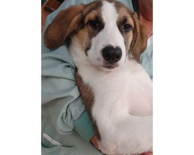 Snoopy - AVAILABLE - Mixed Breed (Small)/Mixed Breed (Medium) Mix Male Puppy for Adoption