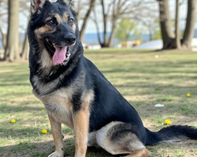 Tidus - German Shepherd Dog Male Dog for Adoption