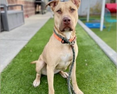 Allow me to introduce myself... My name is Take Two, And I am a 2 Years old, Spayed Female, American Pit Bull, Mixed. Here's a bit of an insight into my background and personality: Hi there, I'm Take Two-because sometimes the second chance is the one that makes all the difference. I'm a 2-year-old Pit Bull with a gentle heart and a soft spot for kind people who move at my pace. I can be a littl...