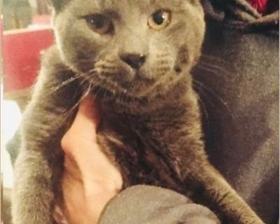 Jude - Male Kitten Russian Blue for Adoption