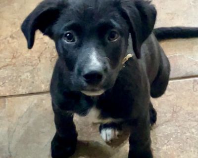 Bianca is black with a streak of white on her chest up her neck her chin and her nose. She has a smooth coat. She is a female, an unknown mix with maybe terrier because of her ears. She was born on August 26th of this year. Bianca is one of the larger pups of the litter that weighed 4.8 lbs. on 10/3, 6.2 lbs. on 10/21, and 16.5 lbs. on 11/18. Bianca and her mother was left at the Estill County ...