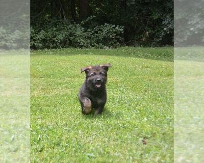 Litter of 4 - German Shepherd Dog Male Puppy for Sale