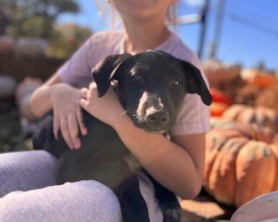 Mister Gold Color - Black Labrador Retriever & Collie Mix Male Puppy for Adoption