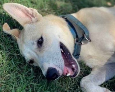 Melissa - Shepherd (Unknown Type)/Labrador Retriever Mix Female Dog for Adoption