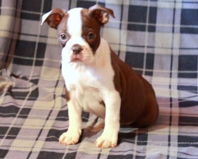 Meet Isla! This silly Boston Terrier puppy is vet checked & up to date on shots & wormer. She is registered with the ACA, plus comes with a health guarantee provided by the breeder! Isla is well socialized with children & can t wait to join in on all the fun at your place!. Gender: Female Sire: Jimbo Dam: Theresa Dam License# 19540 DOB: September 19th, 2025 Age: 8 Weeks Available: Available Now...