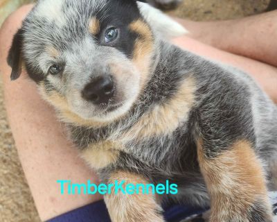 2 Male and 1 Female Australian Cattle Dog Puppies for Sale