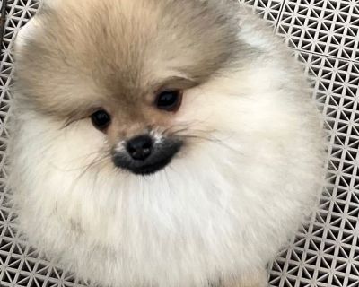 Fire and 2024 ice pomeranians