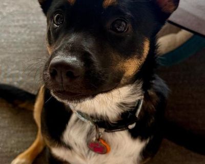 Nala - Cattle Dog & Black Labrador Retriever Mix Female Dog for Adoption