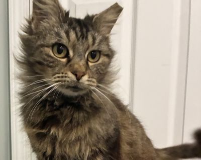 Daisy Mae - Domestic Medium Hair Female Cat for Adoption