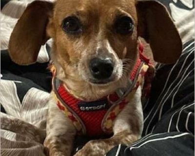 BASIC FACTS Breed: Chiweenie Color: Red & White Dappled Age: 3 Years Gender: Female Size: 7.25 pounds House-trained: Yes Crate trained: No (Continued work in progress) Good with Kids: Unknown Good with Dogs: Yes, but can be dominant with other dogs and come on strong and overstimulated at first Good with Cats: Unknown Concerns: separation anxiety; when crated barks, tears up blankets and beds, ...