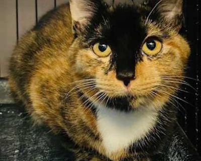 Anna Banana - Domestic Shorthair Female Cat for Adoption