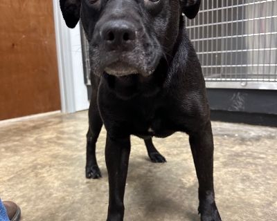 Lady Bug - Mixed Breed Female Dog for Adoption