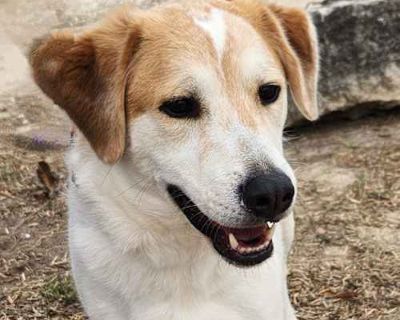 Monty JuM* - Australian Shepherd/Collie Mix Male Dog for Adoption