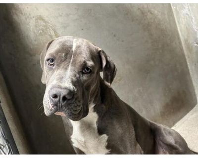 NIKKO - Mastiff Male Dog for Adoption