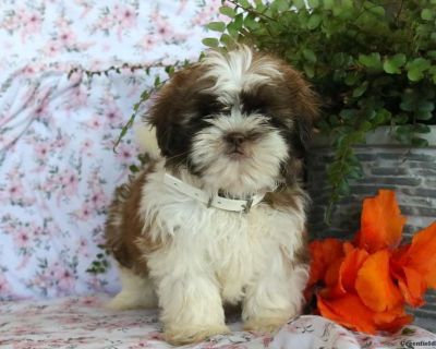 Kathy - 9 Weeks Female Shih Tzu Puppy for Sale