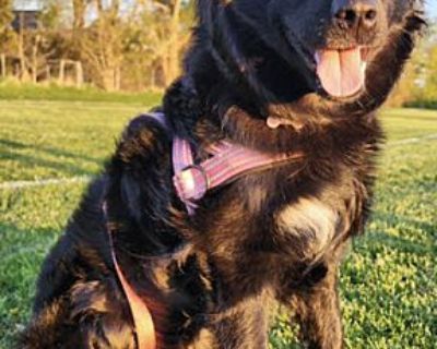 Billy - Australian Shepherd Female Puppy for Adoption