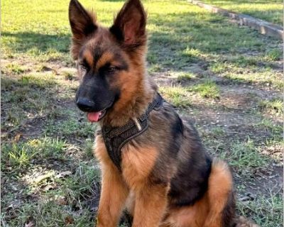 Brant and Lance are 4 to 5 months old brothers that found themselves in a dire situation in a small Texas shelter. Brant is more of a plush coat and a beautiful red sable boy that has been blessed to be with our foster in TX where he and his brothers were fully vetted and grew into a very healthy puppies having already reached approximately 40-42 lbs ( you know how they grow in the blink of an ...