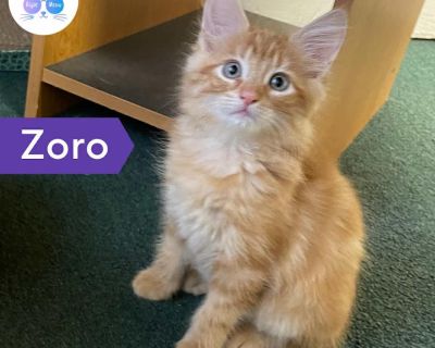 Zoro - Domestic Long Hair Male Cat for Adoption