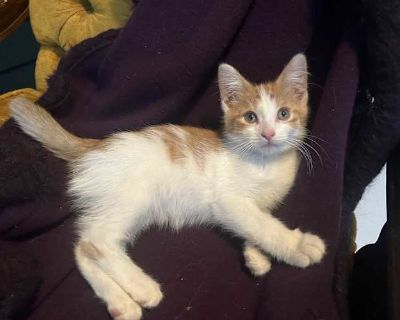 Sullivan - Domestic Shorthair Male Cat for Adoption