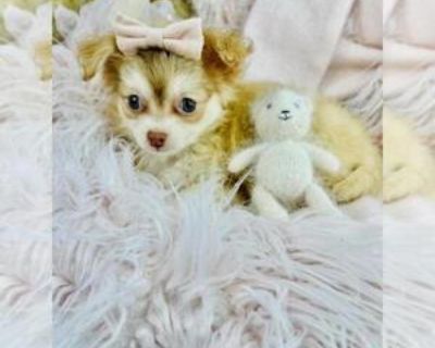 8 Weeks Old * Size at Maturity: Small * Availability Date: 11/12/2025 * Shipping Area: Nationwide * Payment Method: Paypal, Credit Cards, Cash *. Extremely small Chihuahuas. Pups from $1550 I can hand deliver the puppy to your home with a nanny for a low fee. The puppy is precious and I have others. I specialize in teacups and tiny breeds. Please visit my website link I can hand deliver anywher...