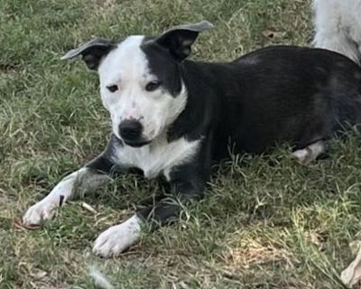 Emmie - Terrier (Unknown Type, Medium) Female Dog for Adoption