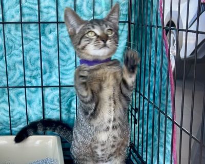 Ada - Tabby Mix Female Cat for Adoption