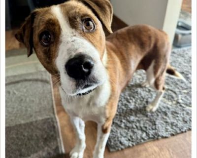 Ziggy - Male Puppy Redbone Coonhound mix for Adoption