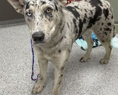 LUNA - Australian Cattle Dog/Catahoula Leopard Dog Mix Female Dog for Adoption