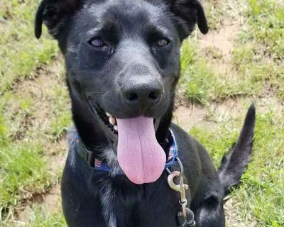 Young. Black - with white. Microchipped. Meet Duke! Duke Elliott is 1 to 2 years old and weighs about 55 pounds. Though we aren't sure exactly what his breed is he definitely has the looks and personality of a Labrador Retriever and may have something like American Pitbull Terrier in him as well. Duke is a very loving boy and does great with humans of all sizes! Dukes favorite things are giving...