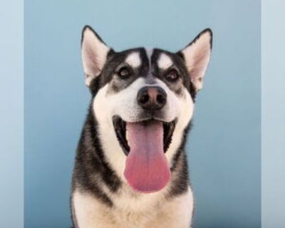 Young * Location Pasadena, CA, 91706 USA USA *. Dog Breed: Siberian Husky (medium coat). #A5732265 Theo Meet Theo: The Bright-Eyed Husky Pup with Raccoon Eyes Theo is a 7-month-old Siberian Husky full of life, love, and puppy charm. With his striking black-and-white coat and those unforgettable raccoon eyes, he s as adorable as he is spirited! -7-month-old neutered male -Siberian Husky, black &...
